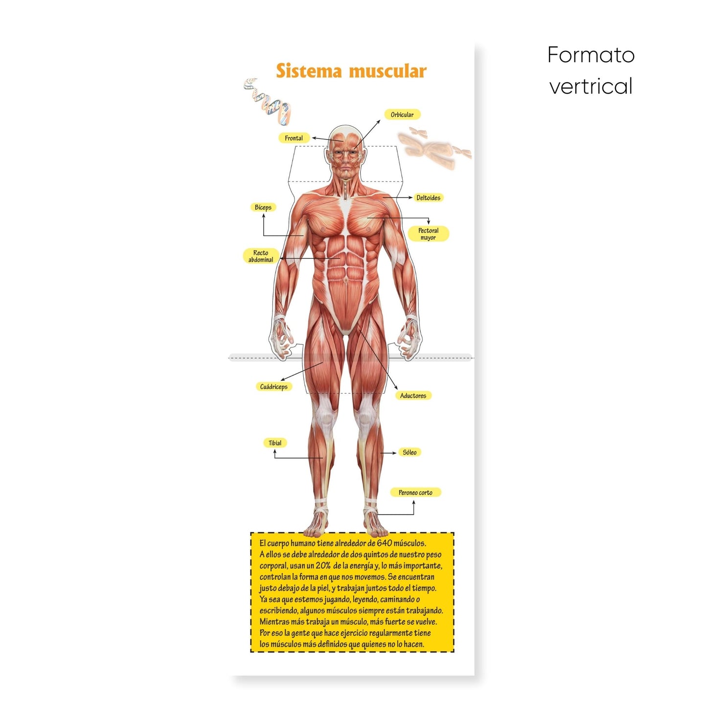 Pop up El asombroso cuerpo humano